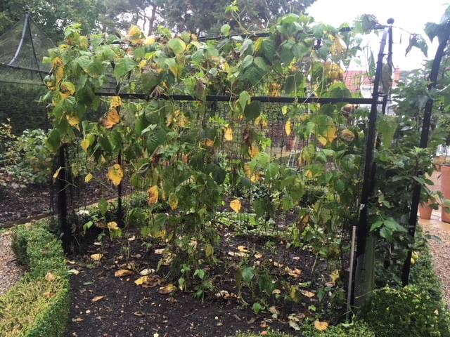 autumn runner beans